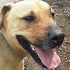 Meet your Posher, Buck